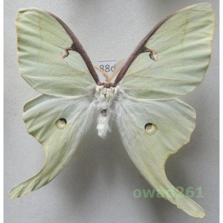 Actias luna (Linnaeus, 1758) male ex. ovo Canada 91mm88d